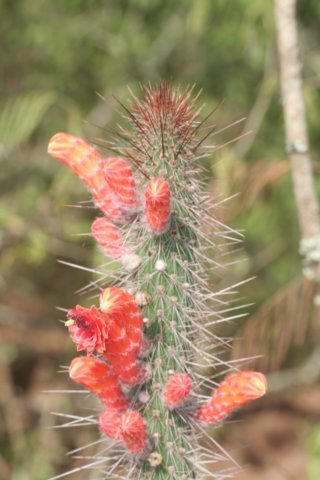 cleistocactusbaumannii.jpg