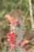 cleistocactusbaumannii_small.jpg