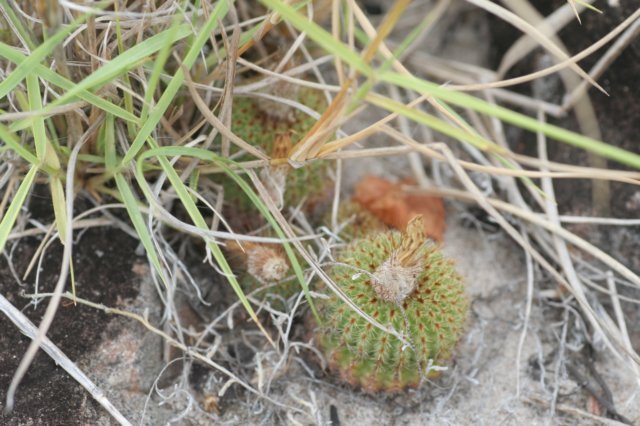 fraileapullispina.jpg