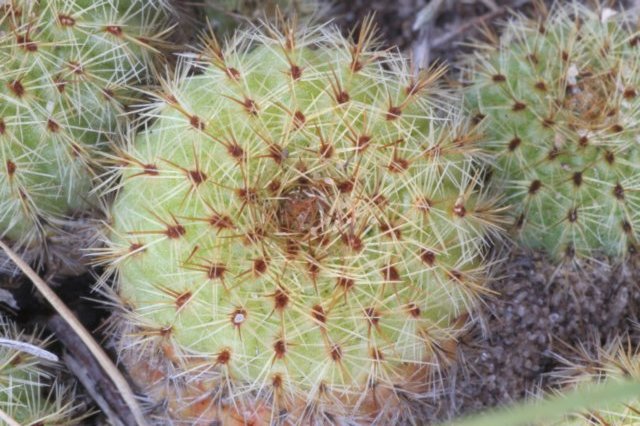 fraileapullispina3.jpg