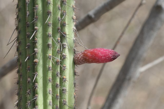 cleistocactusparviflorus.jpg