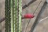 cleistocactusparviflorus_small.jpg