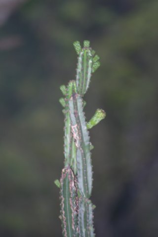 samaipaticereuscorroanus.jpg