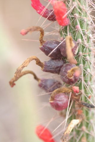 cleistocactusbaumanniivarsantacruzensisflavispinus.jpg
