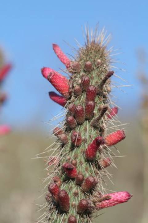 cleistocactuscandelilla
