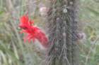 cleistocactussamaipatanus2_small.jpg