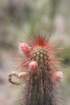 cleistocactussamaipatanus_small.jpg