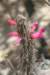 cleistocactuscandelilla_small.jpg