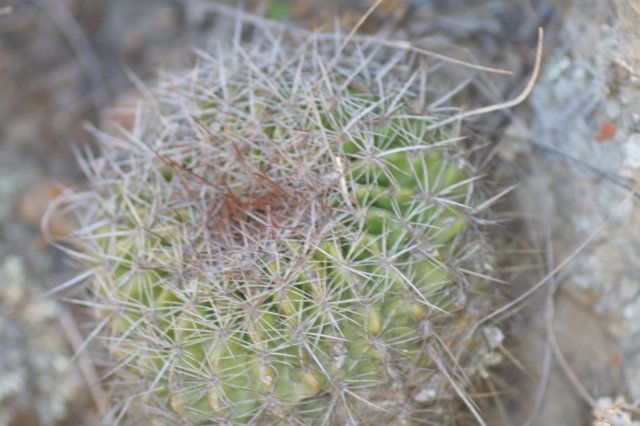 echinopsiscardenasianum.jpg