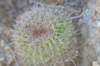 echinopsiscardenasianum_small.jpg