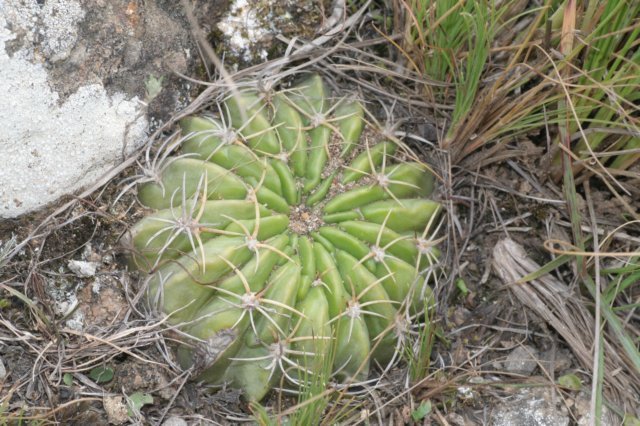 lobiviacardenasiana.jpg