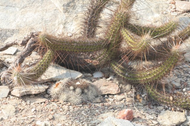 discocactusalbispinuspilosocereusgounellei.jpg