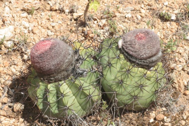 melocactussalvadorensis.jpg