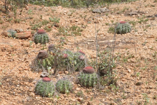 melocactussalvadorensis2.jpg