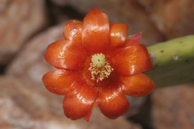 tacingainamoenaflower.jpg