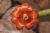 tacingainamoenaflower_small.jpg