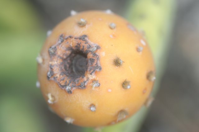 tacingainamoenafruit.jpg