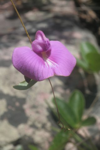 orchidclitoriafabaceae.jpg