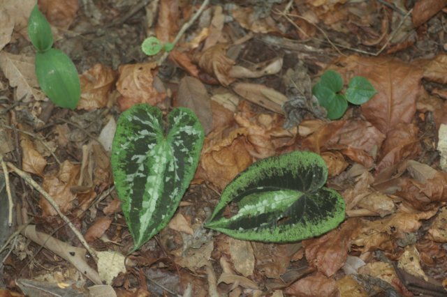 leafy2.jpg