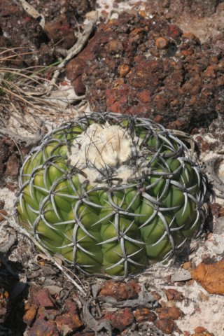 discocactusalteolens.jpg