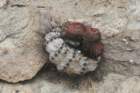exmelocactusbahiensisvaramethystinus_small.jpg