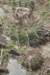 notocactusmammulosus2_small.jpg