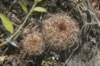 notocactusmammulosusseedlings_small.jpg