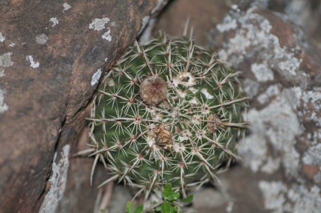 notocactusmammulosus2.jpg
