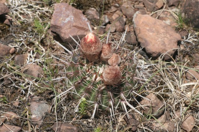 notocactusmammulosus2.jpg