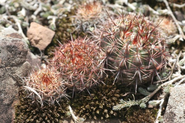 notocactusmammulosus3.jpg