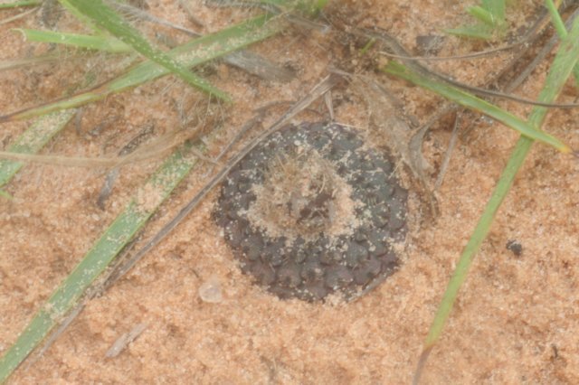 fraileacataphracta.jpg