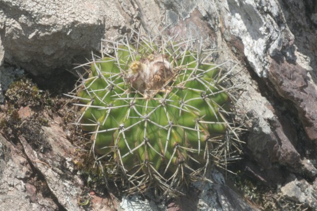 notocactuslangsdorfii.jpg