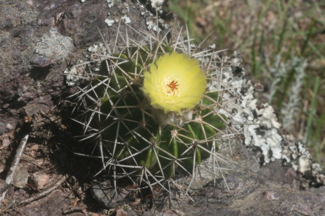 notocactuslangsdorfii2.jpg