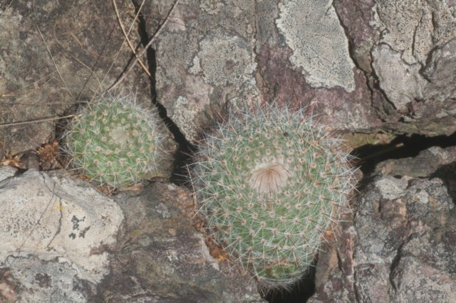 notocactusscopa.jpg