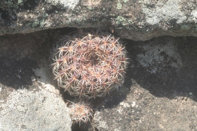 notocactusjuveniles.jpg
