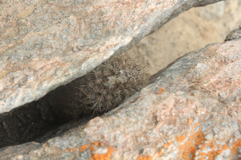 copiapoahumilisvarvarispinata.jpg