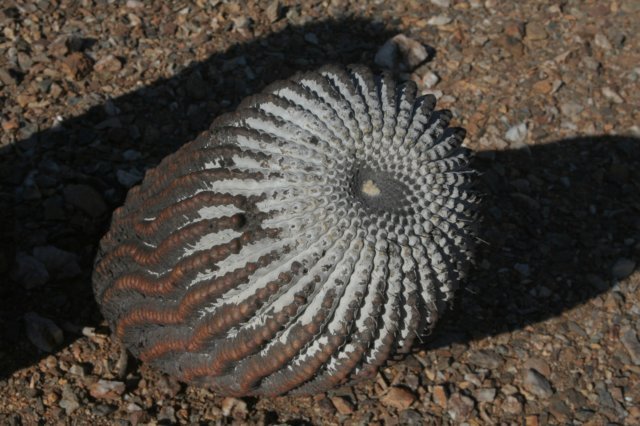 copiapoacolumnaalba.jpg