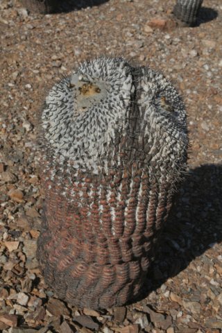 copiapoacolumnaalba3.jpg