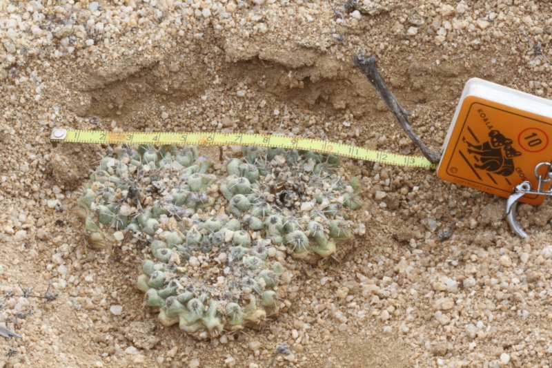 copiapoaesmeraldana6.jpg