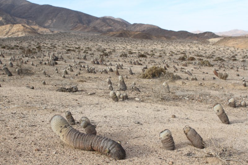 copiapoacinereavarcolumnaalba.jpg