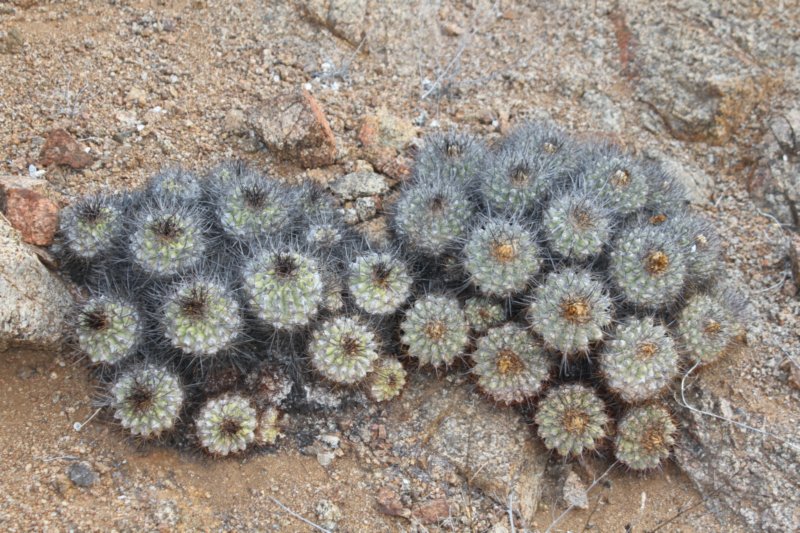 copiapoalongistaminea4.jpg