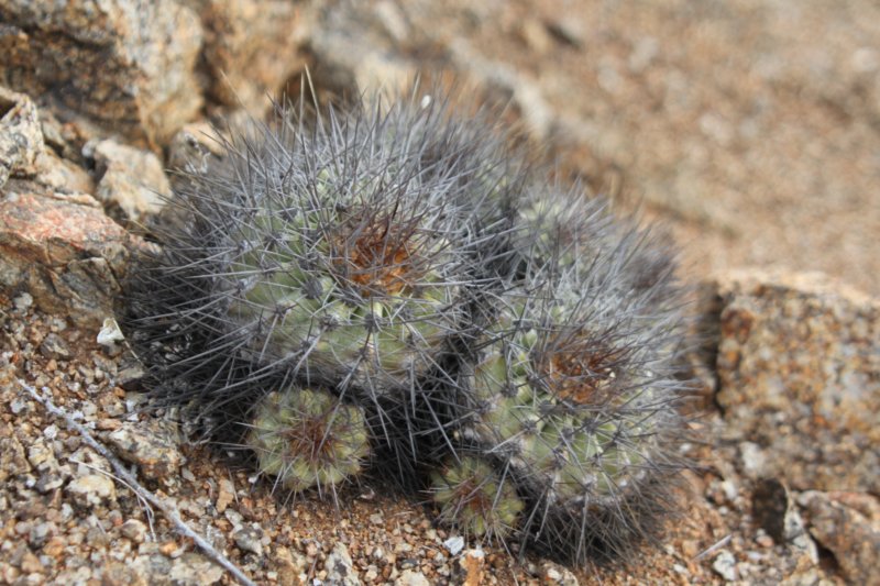 copiapoalongistaminea5.jpg