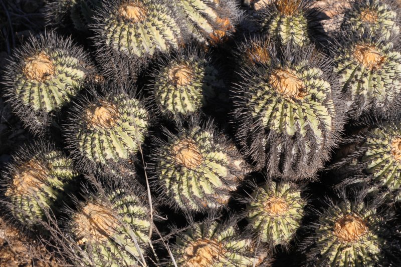 copiapoahaseltonianatenebrosa3.jpg