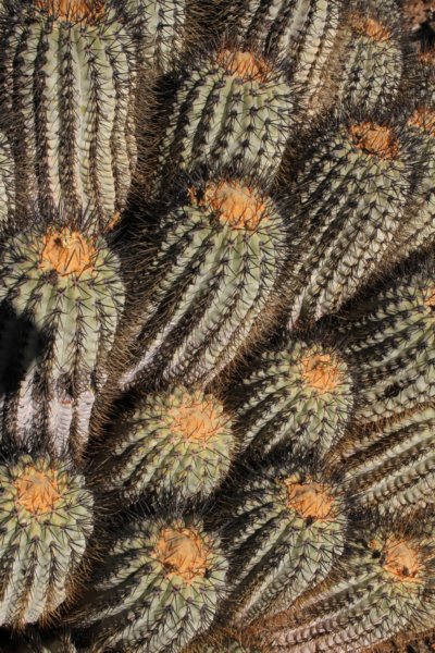 copiapoahaseltonianatenebrosa5.jpg