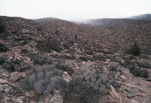 copiapoaeremophila.jpg