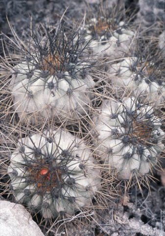 copiapoaeremophila2.jpg