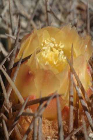 copiapoaeremophilacs492.jpg