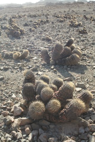 copiapoaeremophilacs493.jpg