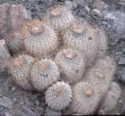 copiapoagigantea2_small.jpg