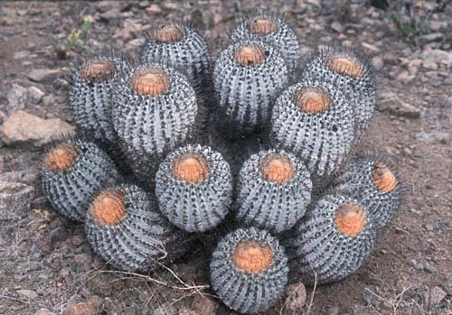 copiapoahaseltoniana2.jpg